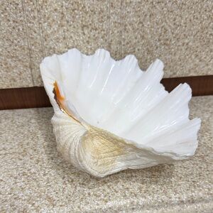 Giant Clam Seashell Decor